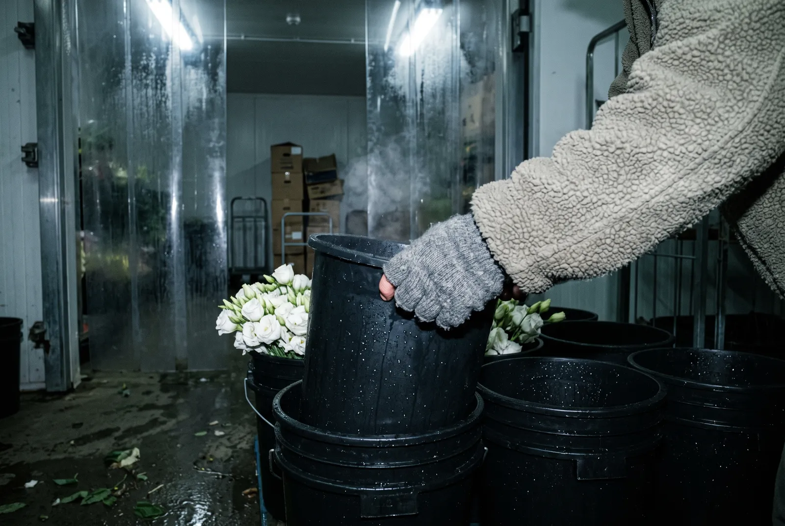 A wholesaler pulling a bucket of stems from a stack in a flower cool room